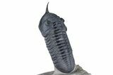 Gorgeous Morocconites Trilobite Fossil - Ofaten, Morocco #381556-5